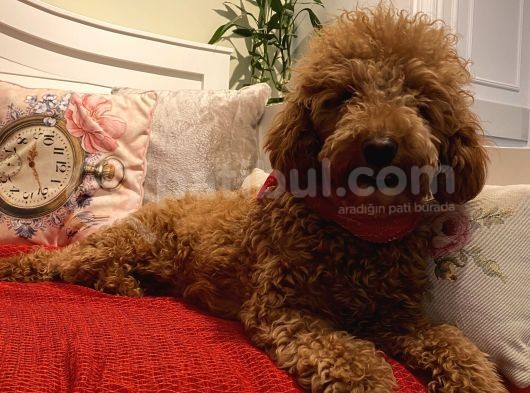 Teacup,Toy,Minyatür Poodle Yavrularımız