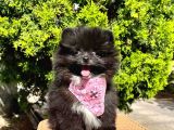 Safkan Sevimli Teddy Bear Pofuduk Tüylü Pomeranian Boo