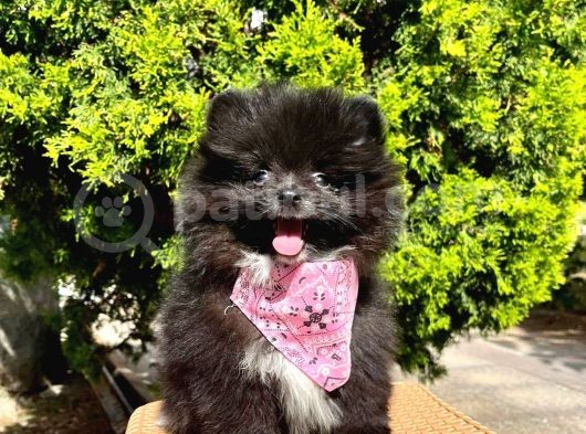 Safkan Sevimli Teddy Bear Pofuduk Tüylü Pomeranian Boo görsel