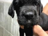 Çiftlikten Irk Garantili Cane Corso Yavrular