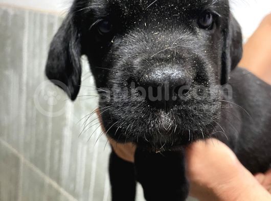 Çiftlikten Irk Garantili Cane Corso Yavrular