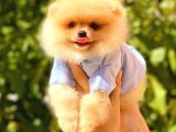 Krem Üst Kali̇te Pomerani̇an