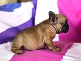 French Buldog