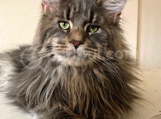 Maine Coon 
