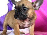 French Buldog