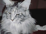 Maine Coon 