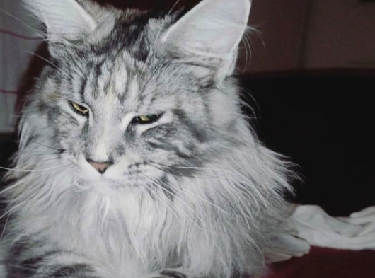 Maine Coon  görsel