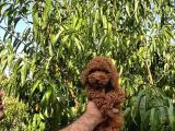 Safkan Orjinal Dark Red Toy Poodle Yavrularimiz