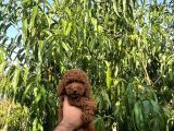 Safkan Orjinal Dark Red Toy Poodle Yavrularimiz