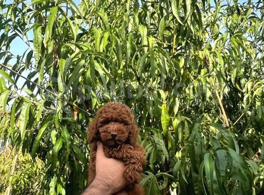 Safkan Orjinal Dark Red Toy Poodle Yavrularimiz görsel