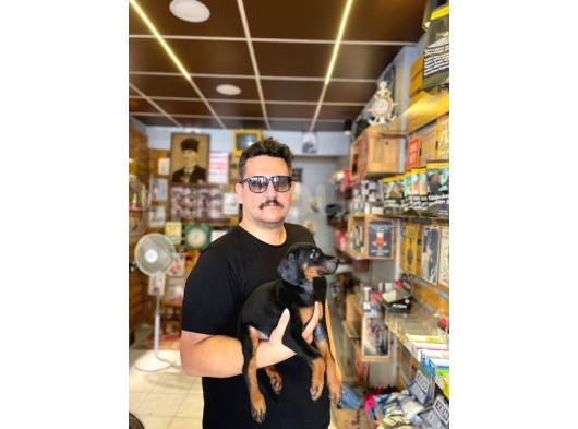 Safkan Doberman Yavruları