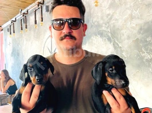 Safkan Doberman Yavruları görsel