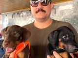 Safkan Doberman Yavruları