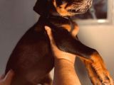 Safkan Doberman Yavruları