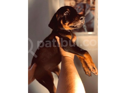 Safkan Doberman Yavruları görsel