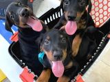 Safkan Doberman Yavruları