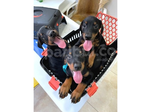 Safkan Doberman Yavruları görsel