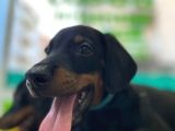 Safkan Doberman Yavruları
