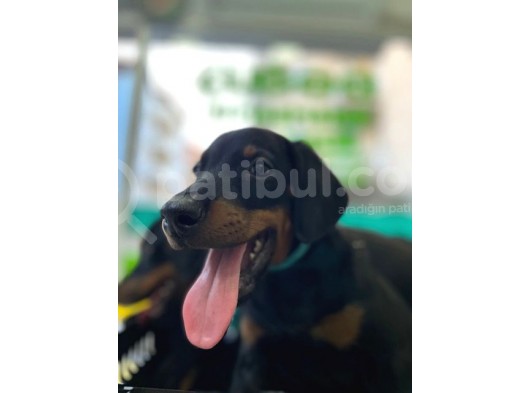 Safkan Doberman Yavruları görsel