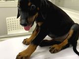 Safkan Doberman Yavruları