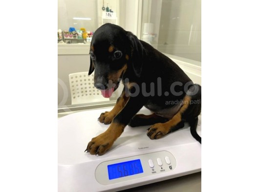 Safkan Doberman Yavruları görsel