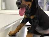 Safkan Doberman Yavruları