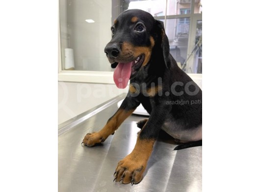 Safkan Doberman Yavruları görsel