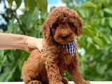A Kalite Orjinal Red Toy Poodle Yavrularimiz