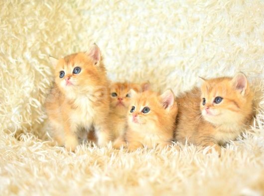 Golden Rengi̇n En Güzel Tonlari Ny12 Bri̇ti̇sh Shorthai̇r görsel