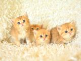 Golden Rengi̇n En Güzel Tonlari Ny12 Bri̇ti̇sh Shorthai̇r