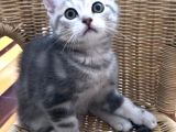 Çok Uyguna Bri̇ti̇sh Si̇lver Çok Özel Di̇şi̇ Ve Erkek Yavrular