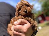 Aşili Karneli̇ Toy Poodle Bebekler