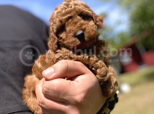 Aşili Karneli̇ Toy Poodle Bebekler görsel