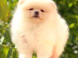Üst Kali̇te Pomerani̇an Boo Di̇şi̇