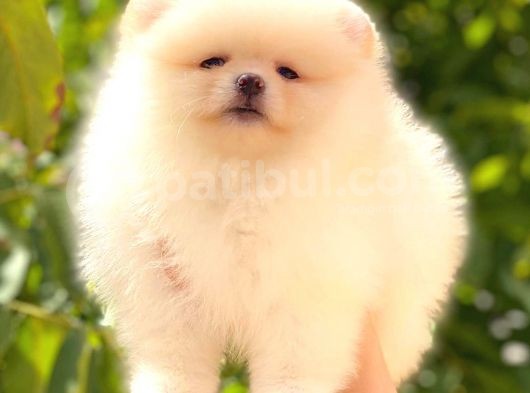 Üst Kali̇te Pomerani̇an Boo Di̇şi̇ görsel