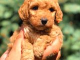 Red Toy Poodle Dişi