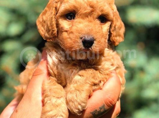 Red Toy Poodle Dişi görsel
