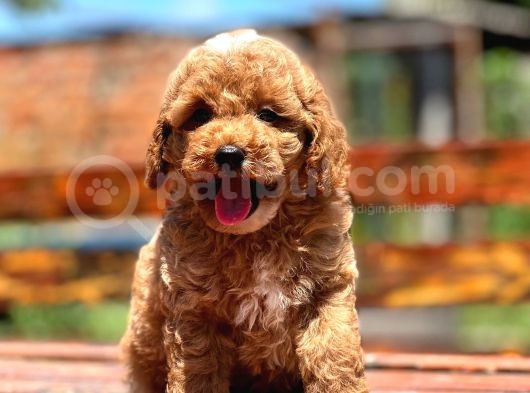Irk Ve Saglik Garantili Poodle Yavrularimiz