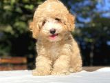 Çi̇ft Renk Orji̇nal Malti̇poo Yavrumuz