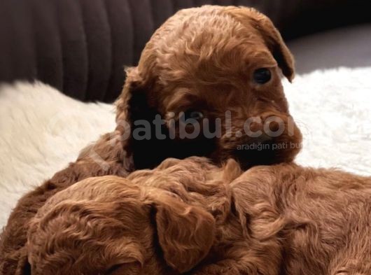 Toypoodle Redbrown