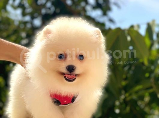 Ayicik Di̇şi̇ Pomerani̇an görsel