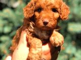 Toy Poodle Red Di̇şi̇