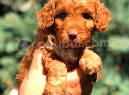 Toy Poodle Red Di̇şi̇ görsel