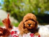 Bebek Surat Toy Poodle Yavrular
