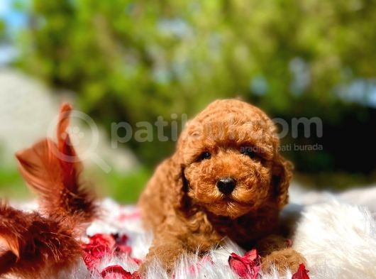 Bebek Surat Toy Poodle Yavrular görsel