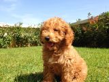 Mükemmel Kalite Poodle Yavruları