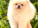 Üst Kali̇te Pomerani̇an Boo Di̇şi̇