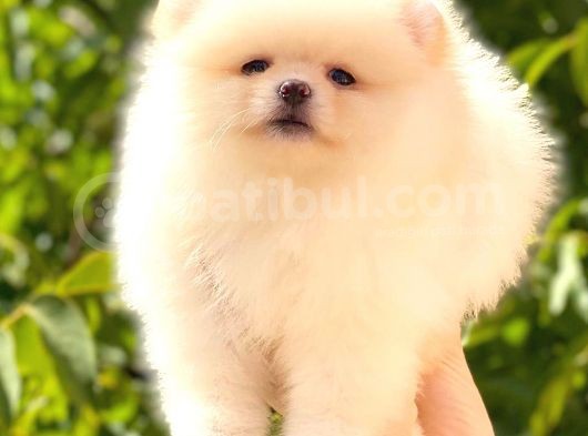 Üst Kali̇te Pomerani̇an Boo Di̇şi̇
