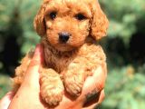 Red Toy Poodle Dişi