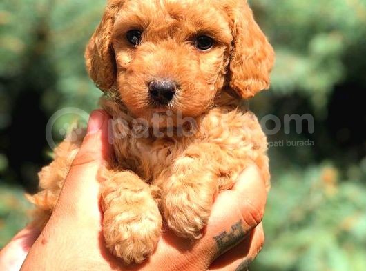 Red Toy Poodle Dişi görsel